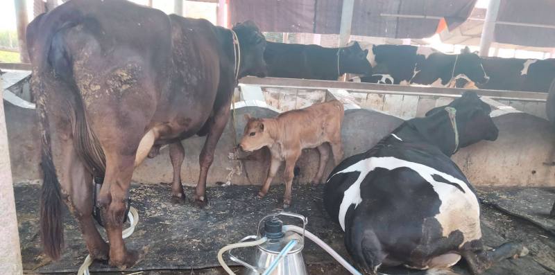 गाई फर्मलाई श्रोत केन्द्रमा विकास गर्दै चतरा सहकारी  